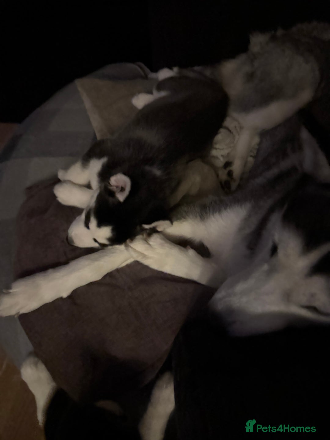 Siberian Husky dogs for sale: 3 beautiful Siberian huskies, 2 male and 1 female - Advert 7