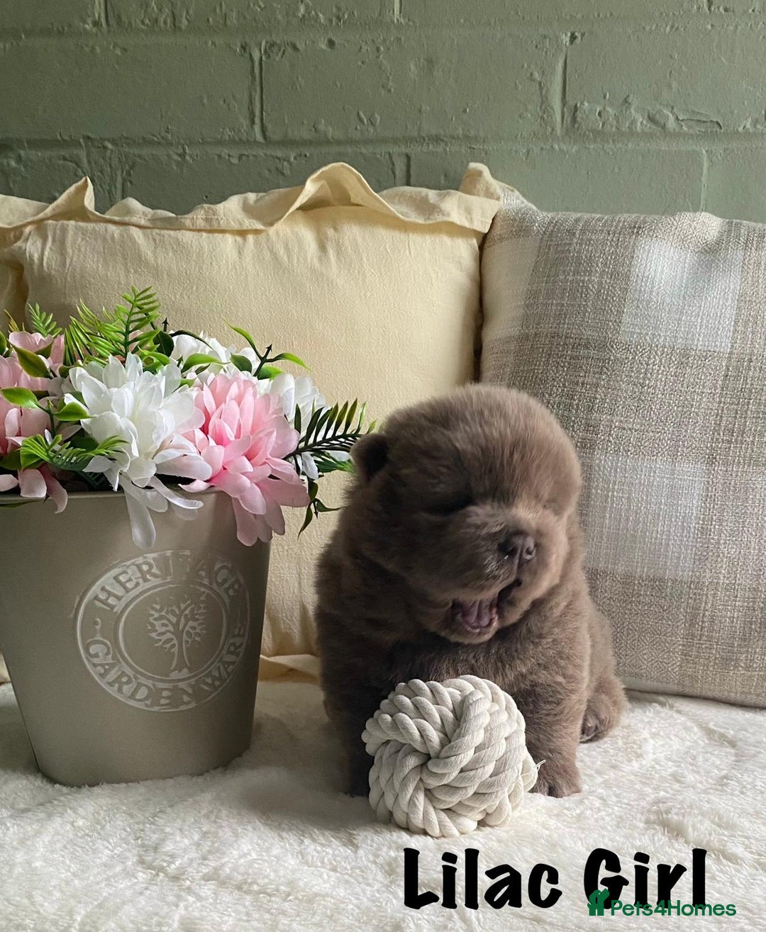 Chow Chow dogs for sale: 🌟Quality Chow Chow Puppies-ChampionLines🌟 - Image 7