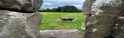 Border Terrier dogs for stud: KC registered, Slem clear first time stud - Advert 7