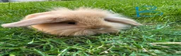 Lionhead rabbits for sale: Lionhead Rabbits for sale  - Advert 14
