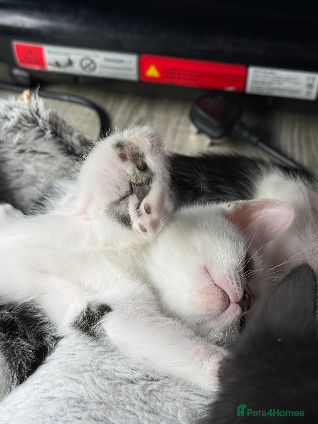 Mixed Breed cats for sale: Kittens Looking for Their Forever Home  - Advert 2