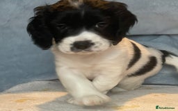 Mixed Breed dogs for sale: Cocker Spaniel cross Cavapoo Pups - Image 12