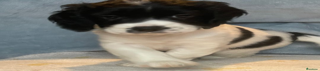 Mixed Breed Puppy 3 - Purple