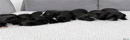 Presa Canario dogs for sale: Pressa canario puppys  in Gravesend - Advert 2