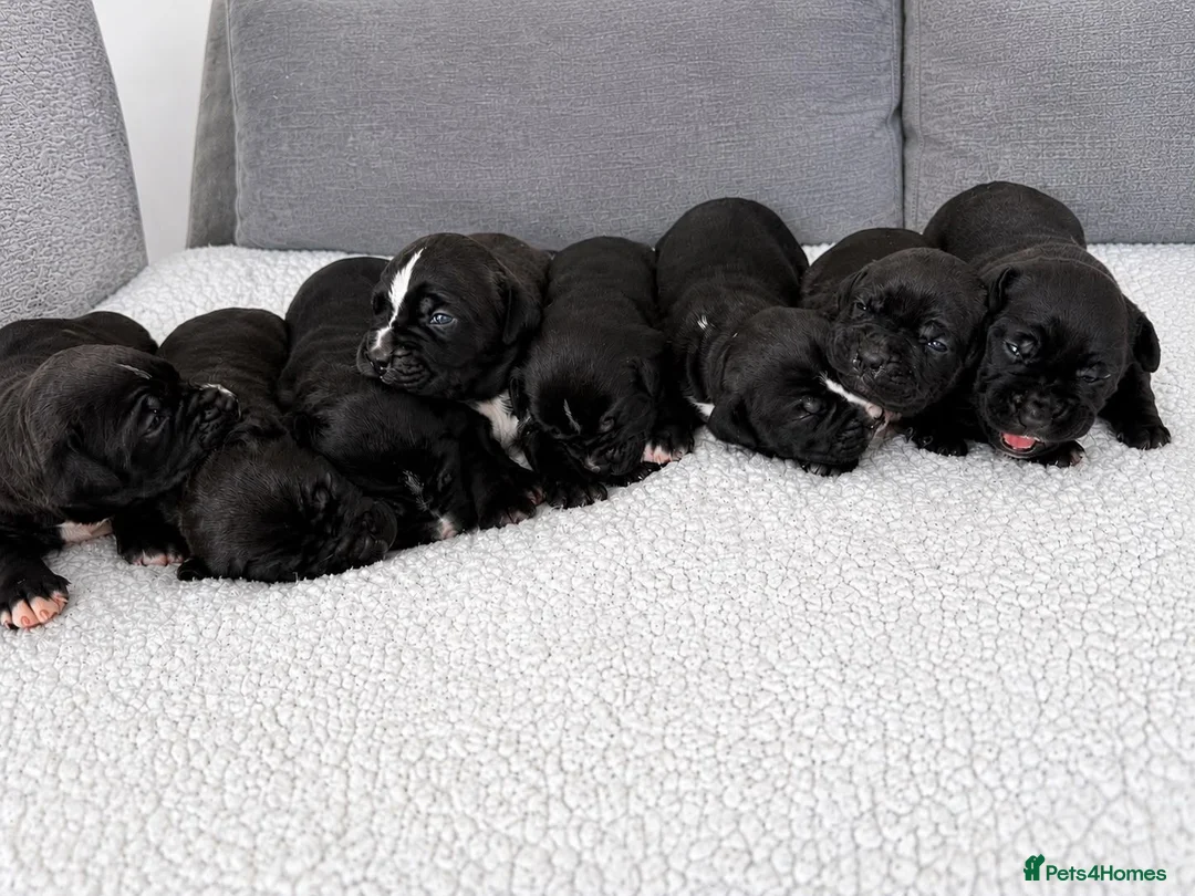 Presa Canario dogs for sale: Pressa canario puppys  in Gravesend - Advert 2