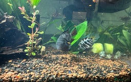Cichlids fish for sale: Polar Blue Parrot Fish - Image 8