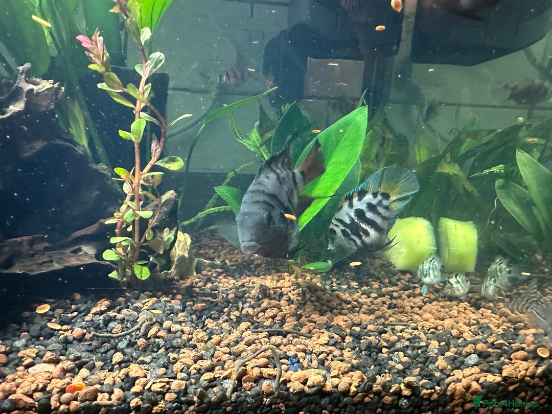Cichlids fish for sale: Polar Blue Parrot Fish - Image 8