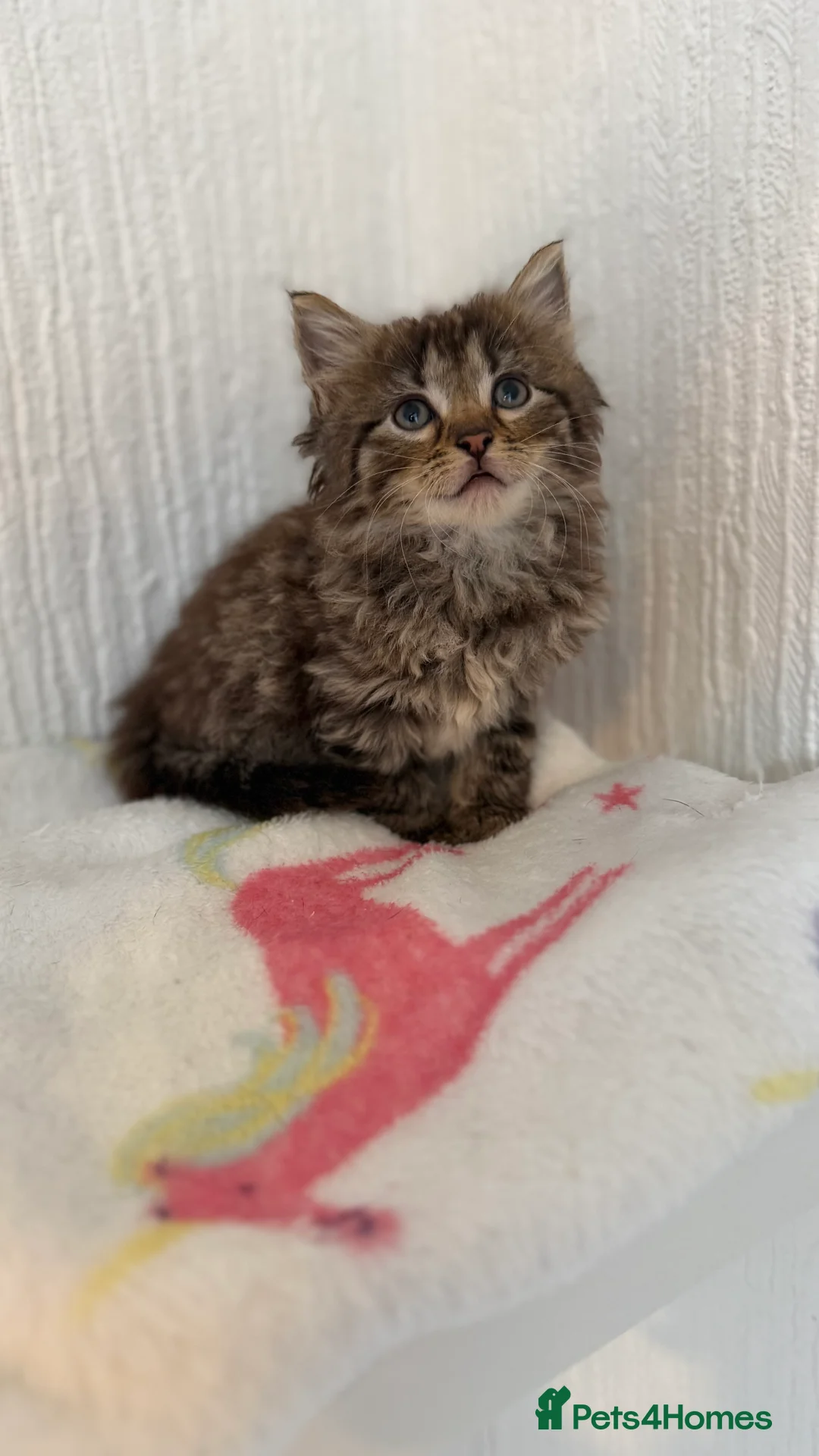 Mixed Breed cats for sale: Bsh x ragdoll ready 27th of feb - Advert 1