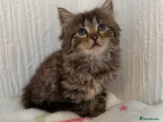 Mixed Breed cats Bsh/ ragdoll - Advert 17