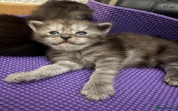 Maine Coon cats for sale: 🐾 Russian Maine Coon Kittens – TICA Registered 🐾 - Image 27