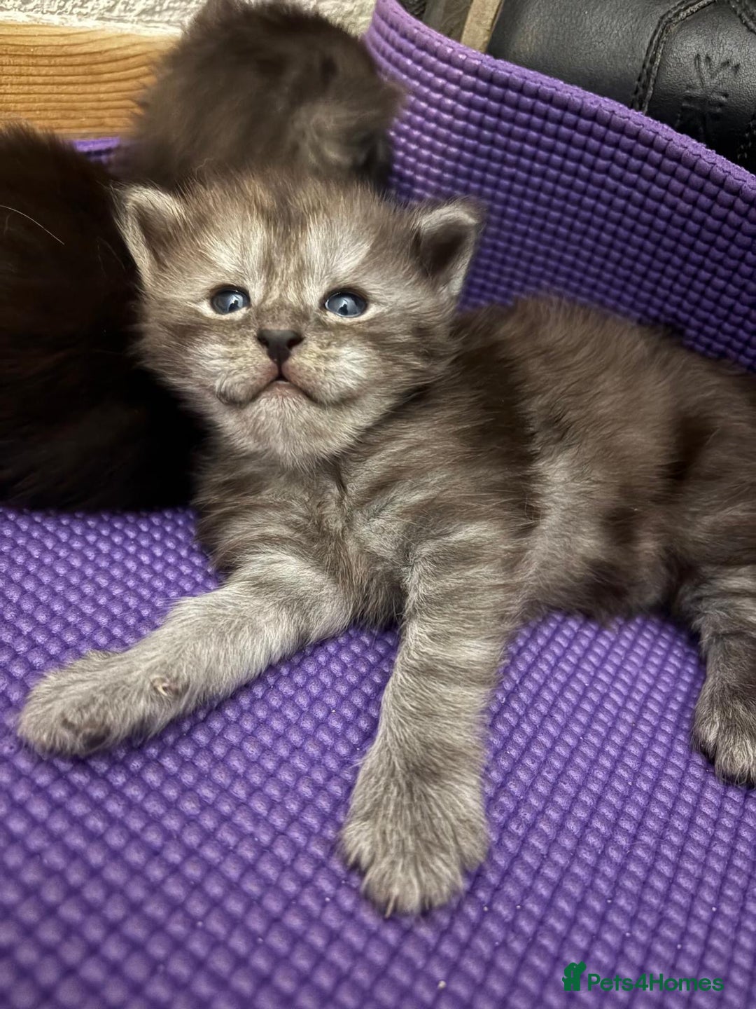 Maine Coon cats for sale: 🐾 Russian Maine Coon Kittens – TICA Registered 🐾 - Image 27