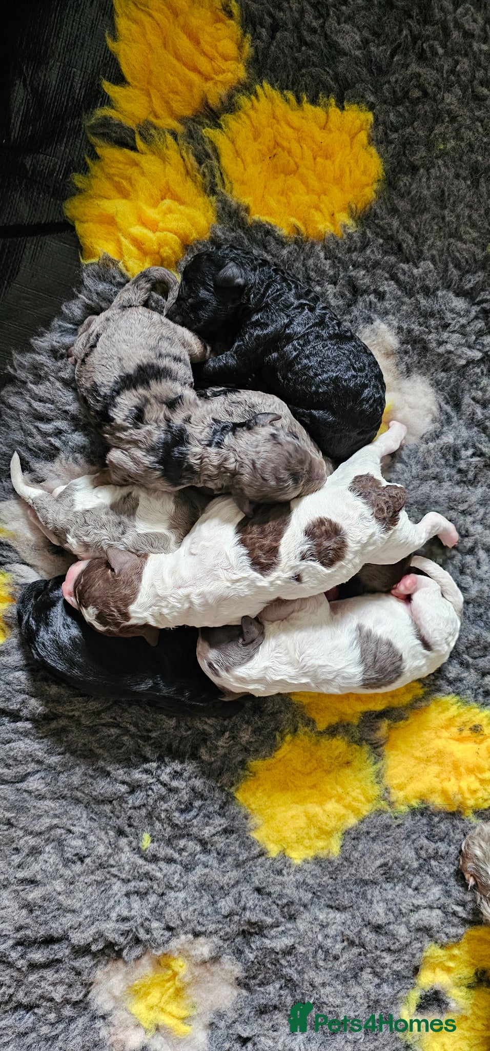 Cockapoo dogs F1b Cockapoos Including Rare Merle Roans - Advert 1