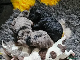 Cockapoo dogs F1b Cockapoos Including Rare Merle Roans - Advert 1