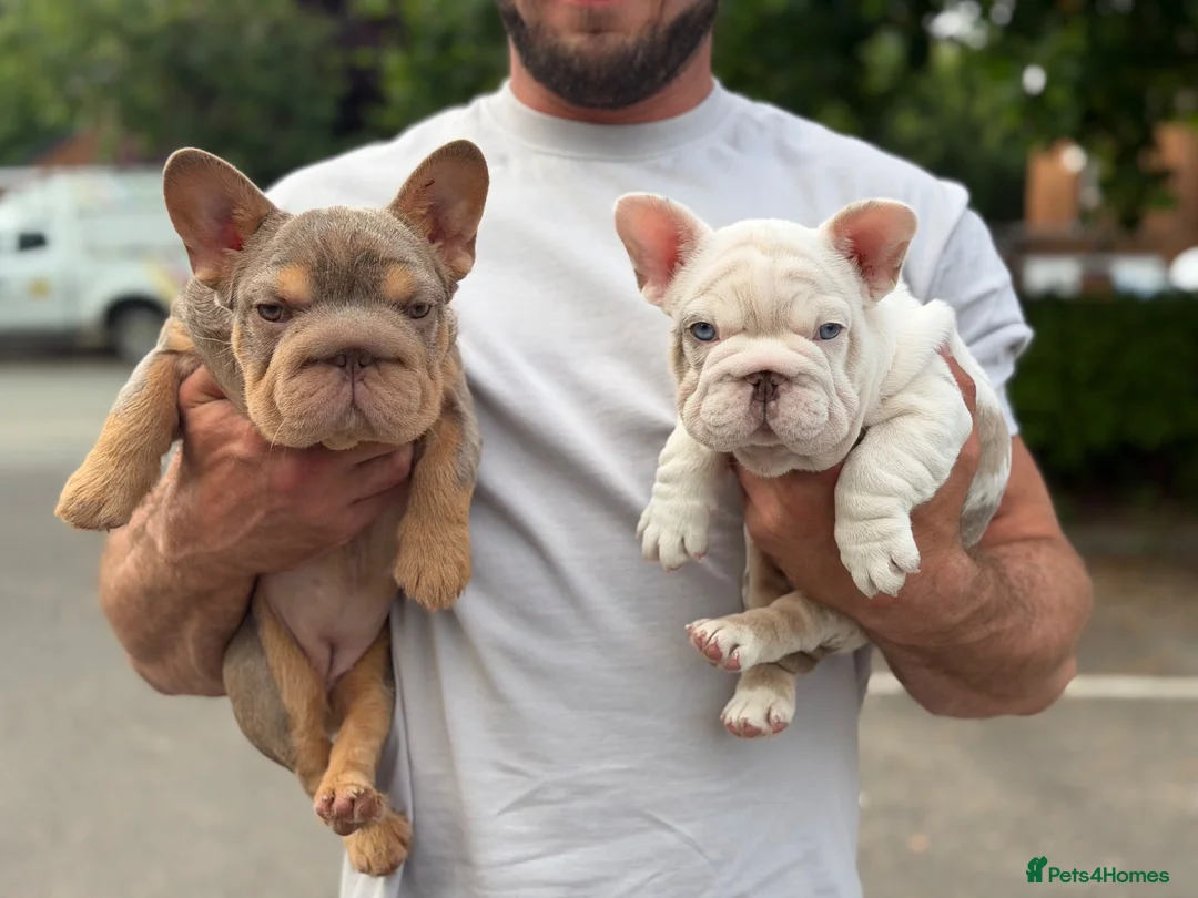 French Bulldog dogs for sale: KC reg Isabella & Tan female French Bulldog  - Advert 4