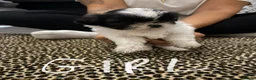 Shih Tzu dogs for sale: Shih tzu puppies for sale in Sheerness - Advert 11