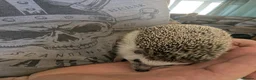 Pygmy Hedgehog rodents for sale: Male African Pygmy hedgehog  - Advert 2