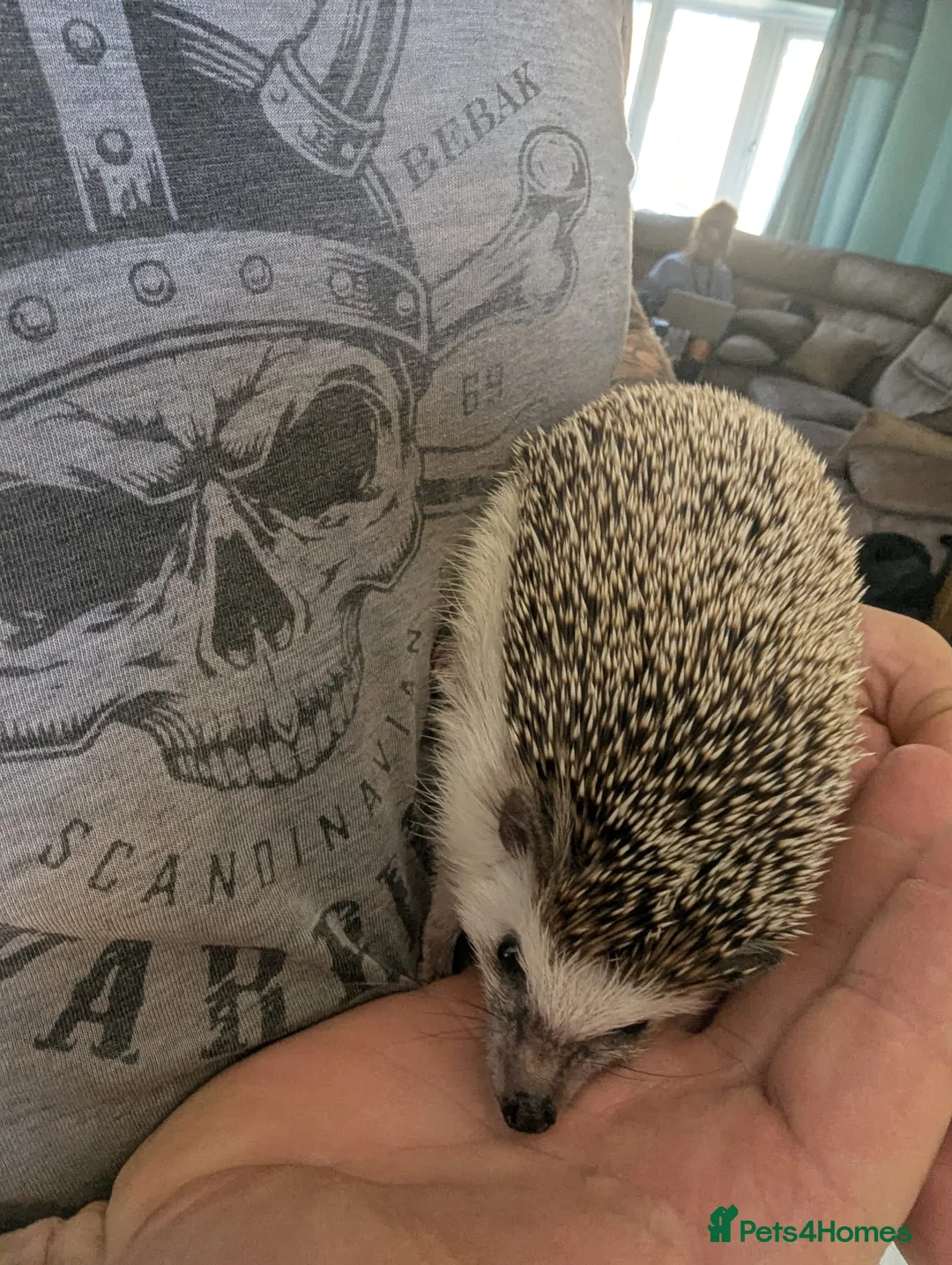Pygmy Hedgehog rodents for sale: Male African Pygmy hedgehog  - Advert 2