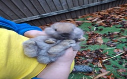Lionhead rabbits for sale: Baby bunnies - Advert 4