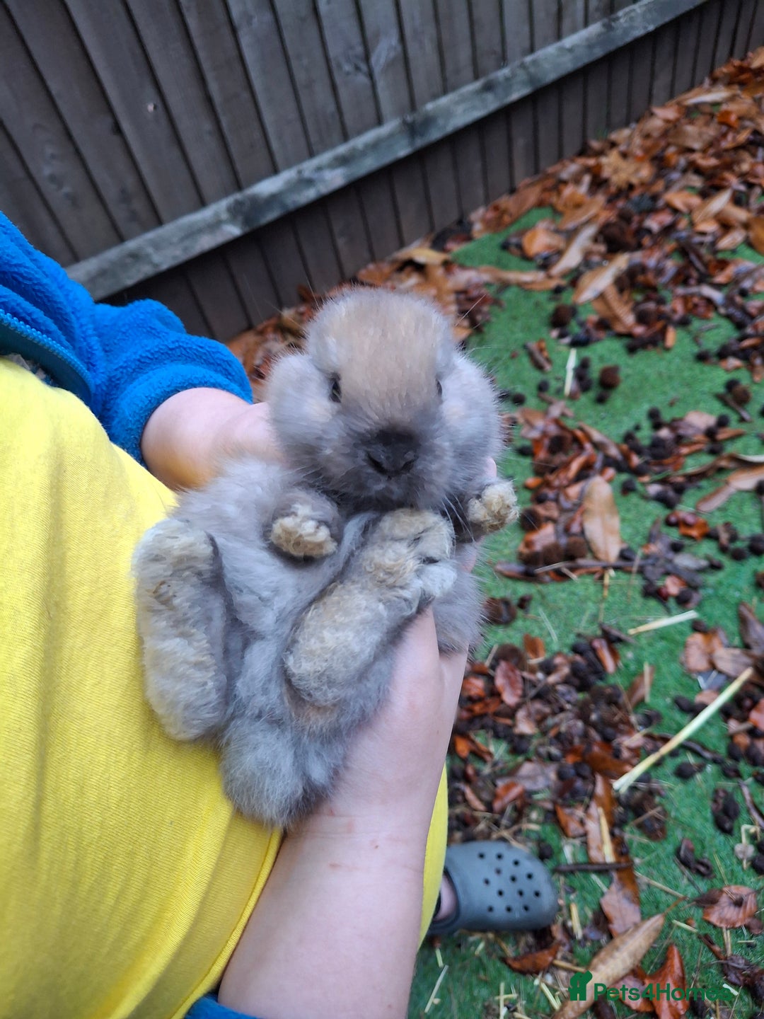 Lionhead rabbits for sale: Baby bunnies - Advert 4