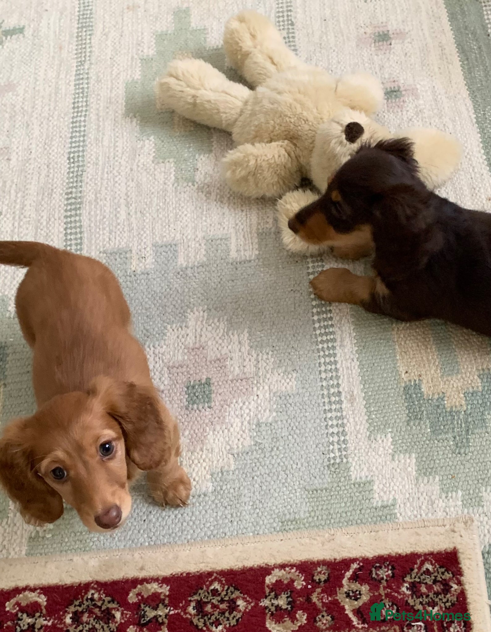 Dachshund dogs for sale: Last 2 Miniature longhaired dachshund Puppies - Advert 16