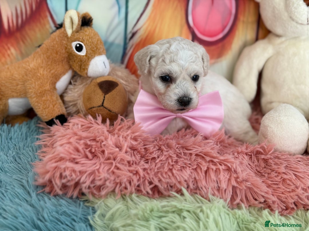 Bichon Frise dogs for sale: Kc registered show quality puppies - Image 9