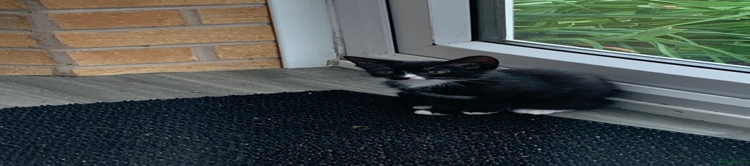 Tabby Kitten