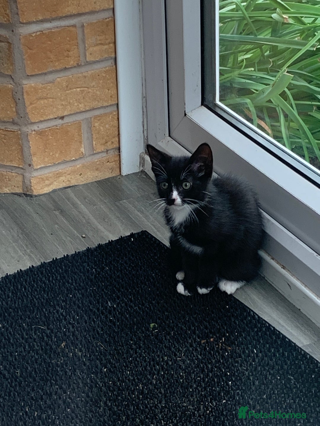 Mixed Breed cats for sale: Kittens !  - Image 6