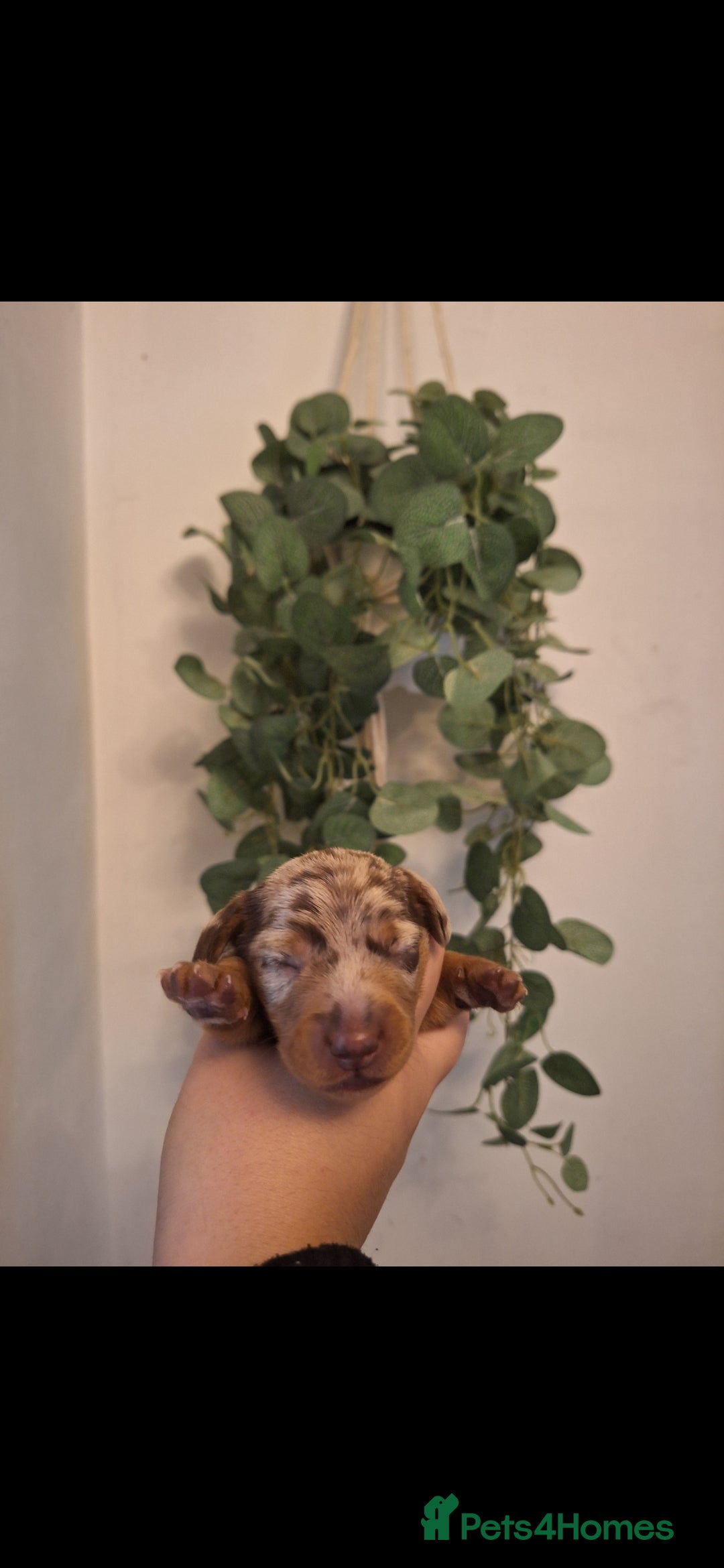 Miniature Dachshund dogs for sale: 💗kc fluffy carrier mini dashounds💗 - Image 7