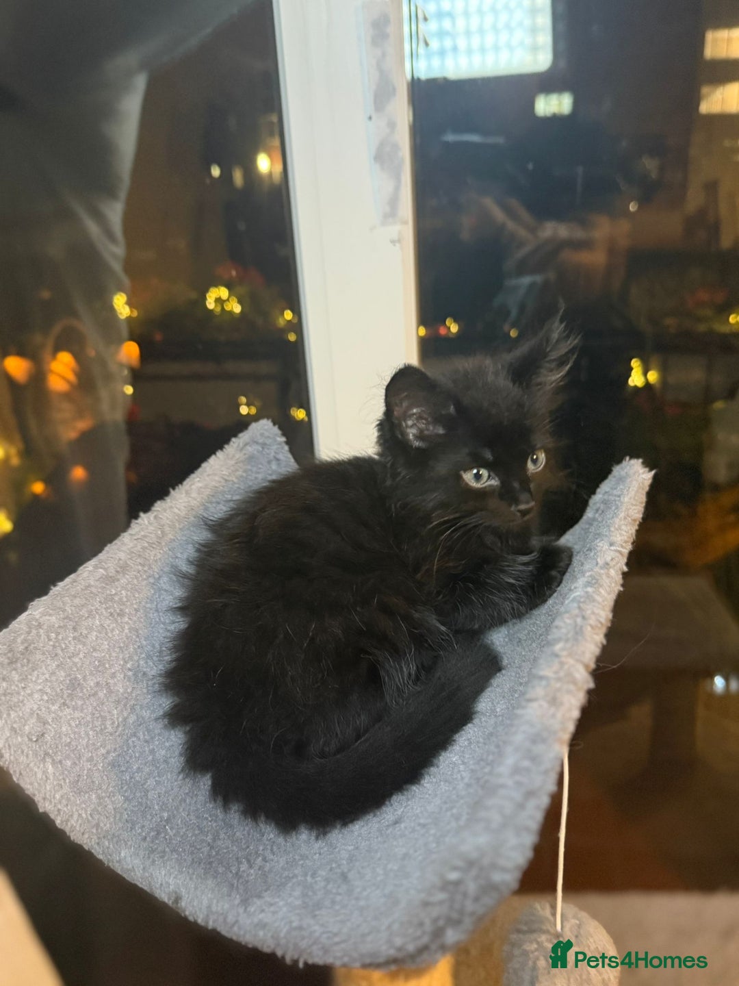 British Longhair cats for sale: British Longhair mix Kittens  - Image 6