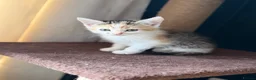 Domestic Shorthair cats for sale: Cute little fluffy kittens for sale  in Birmingham - Advert 11