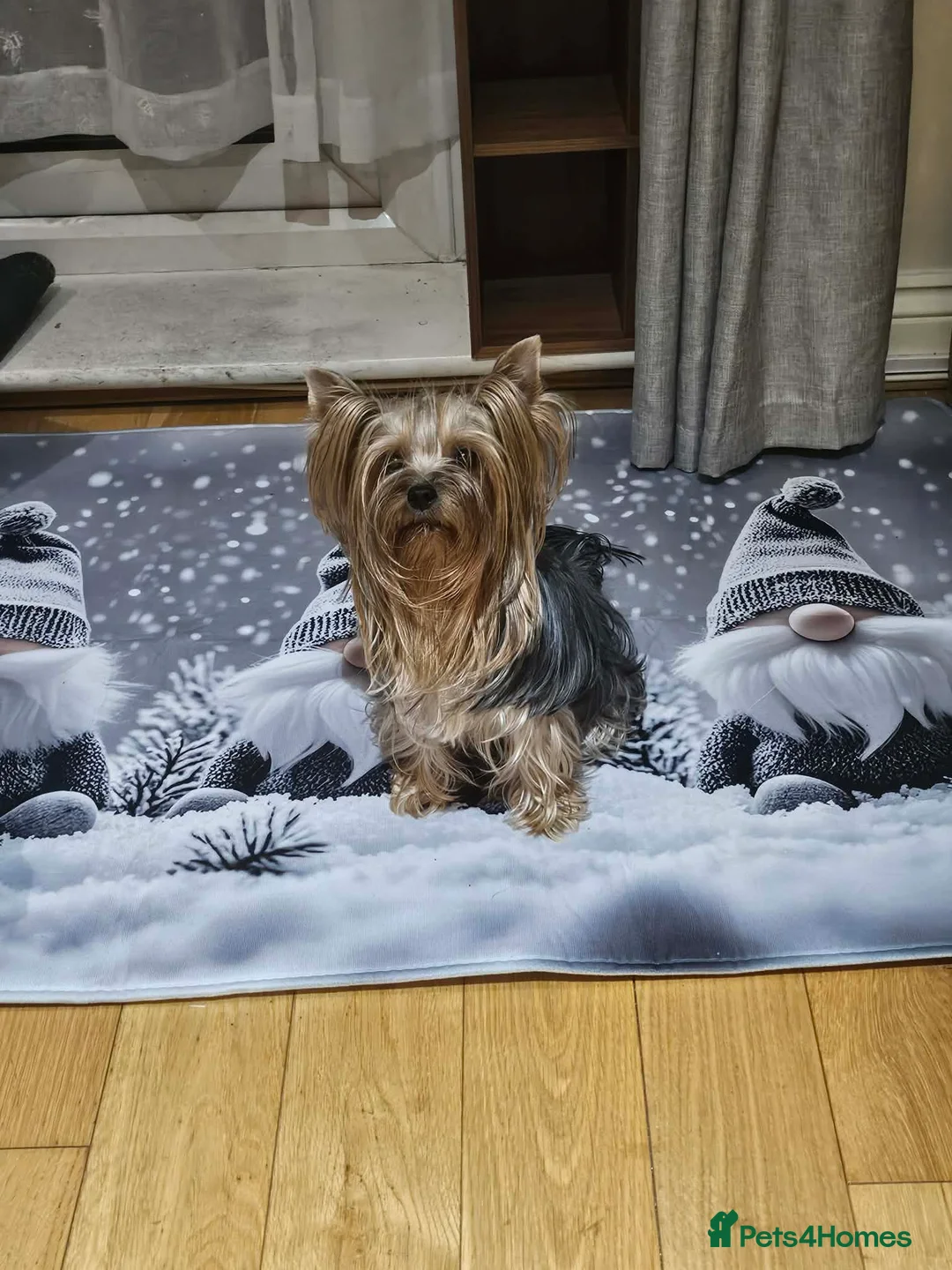 Yorkshire Terrier dogs for sale: Yorkshire terrier(3 months old) in London - Advert 9