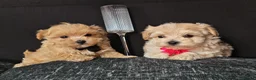 Maltipoo dogs for sale: Maltipoo Miny ready to Leave soon - Advert 21