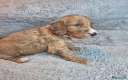 Irish Doodle dogs for sale: Toy Irish Doodle Puppies For Sale  - Image 17