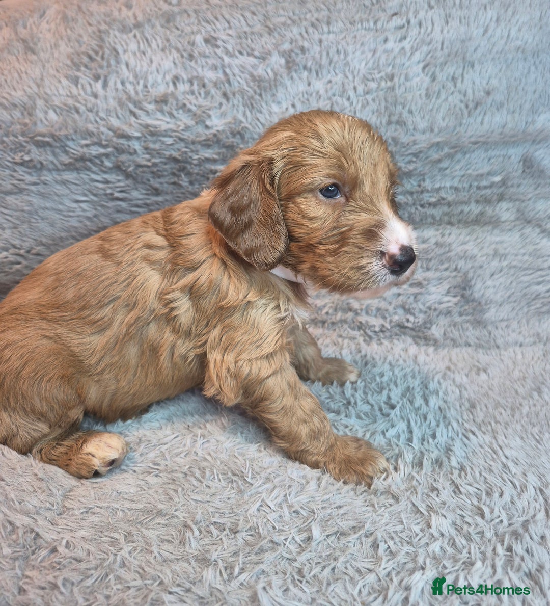 Irish Doodle dogs for sale: Toy Irish Doodle Puppies For Sale  - Image 17