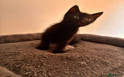 Mixed Breed cats for sale: Beautiful and super playful kittens  - Image 33