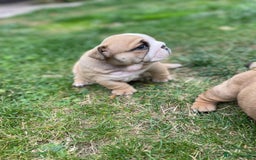 English Bulldog dogs for sale: Stunning litter of  English bulldog puppies - Image 25
