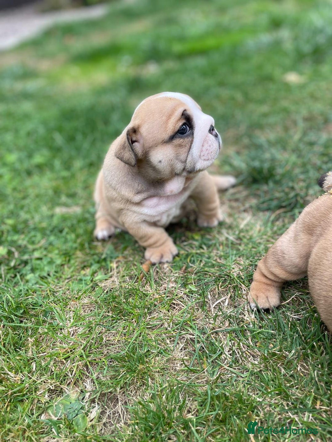 English Bulldog dogs for sale: Stunning litter of  English bulldog puppies - Image 25