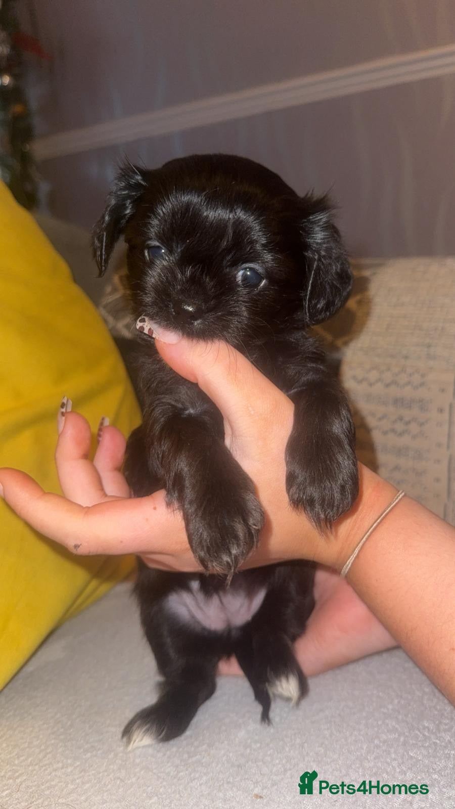 Mixed Breed dogs 🩷 1 Girl Available 🩷 - Advert 2