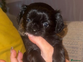 Mixed Breed dogs 🩷 1 Girl Available 🩷 - Advert 2