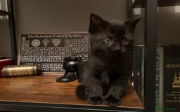 Mixed Breed cats for sale: Black Mixed Breed Kittens - Image 1