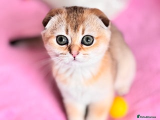 Scottish Fold cats High quality TICA pedigree kittens - Advert 13