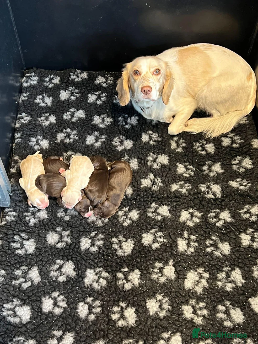 Cocker Spaniel dogs for stud: KC fully health tested working cocker spaniel  - Advert 9