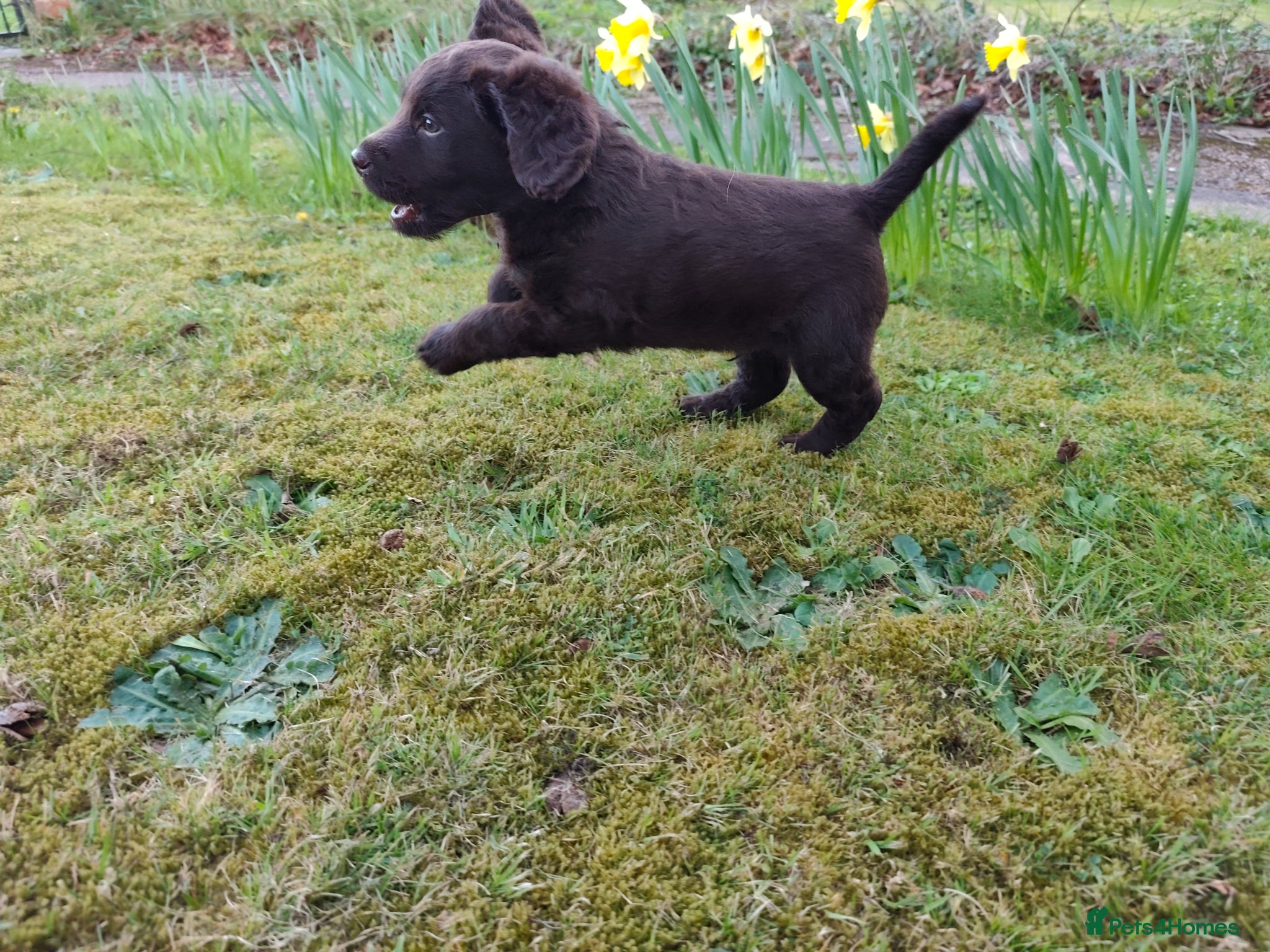 Labradoodle dogs Chocolate Labradoodle Exceptional breeding lines - Advert 2