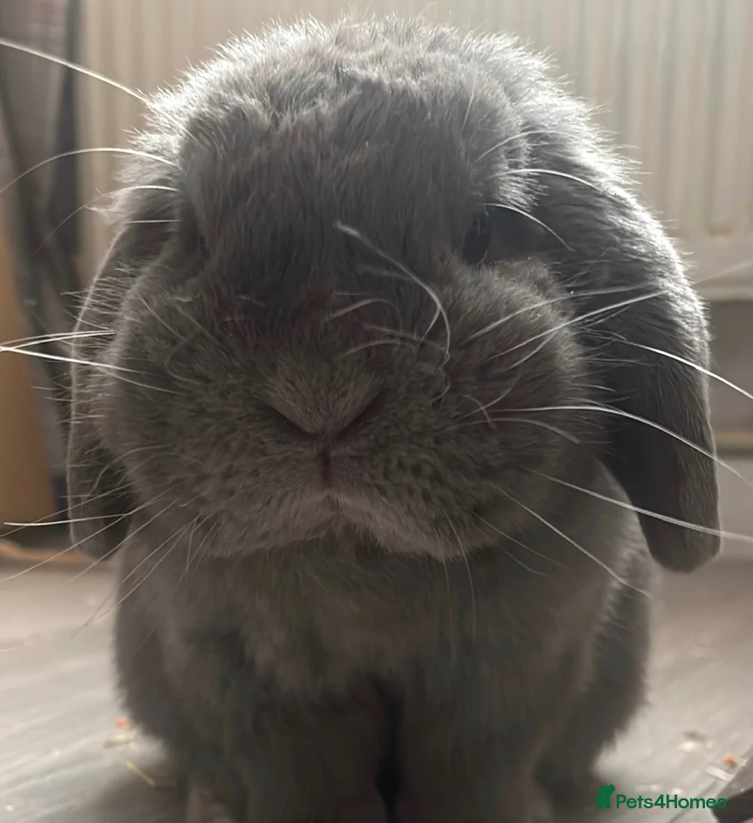 Mini Lop rabbits for sale: Mini lop rabbit called Rex - Advert 3