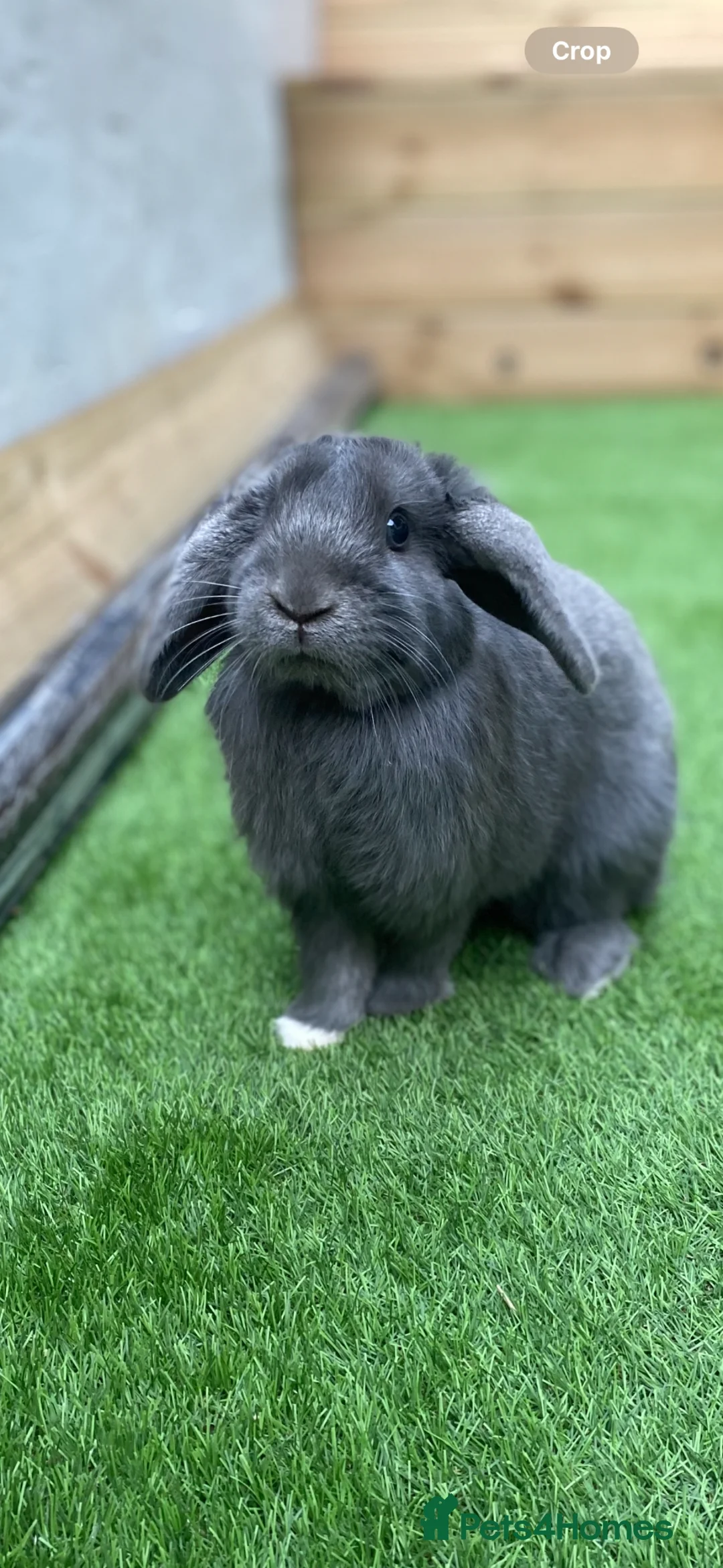 Mini Lop rabbits for sale: 2 female mini lop rabbits  - Advert 2