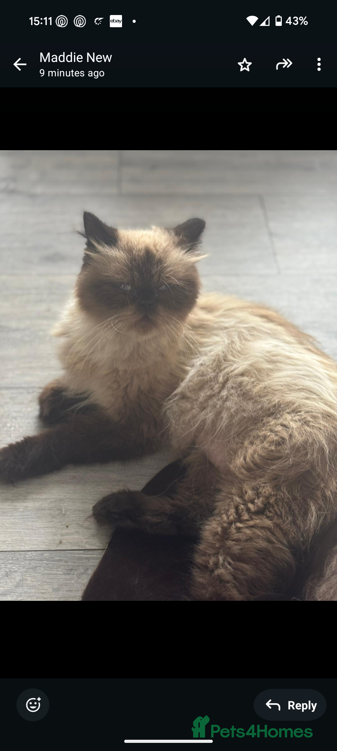 Persian cats for sale: Persian cross - Image 2