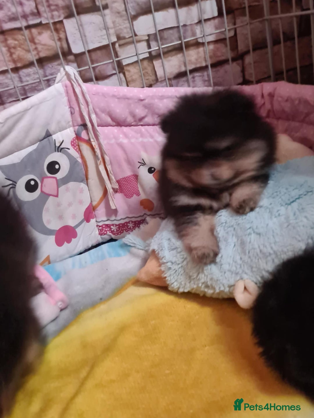 Pomeranian dogs for sale: 🐶 Sweet Black Pom Puppies, Ideal Family Friends - Advert 5