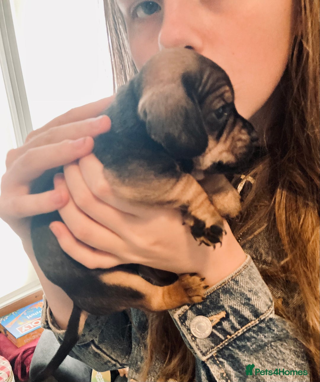 Mixed Breed dogs for sale: Adorable Daug puppies  - Image 4