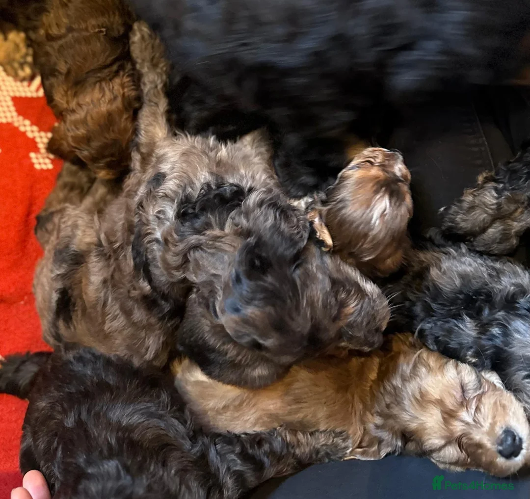 Irish Doodle dogs for sale: Irish Doodles (Mini)  - Advert 5