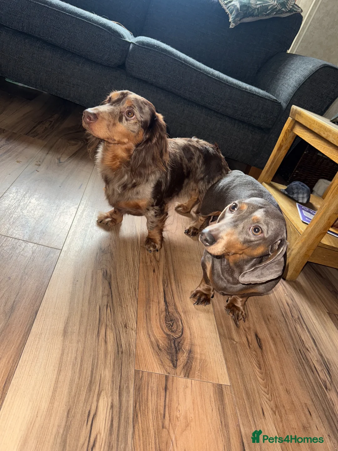 Dachshund dogs for sale:  ✨🐶 Exceptional Dachshund Puppies 🐶✨ in Leicester - Advert 2